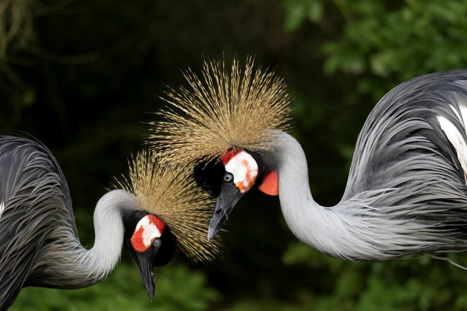 Beak Fauna Crane Like Bird Bird