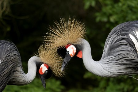 Beak Fauna Crane Like Bird Bird