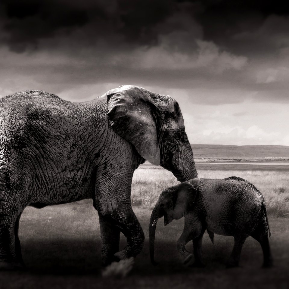 Elephant Elephants And Mammoths Wildlife Terrestrial Animal