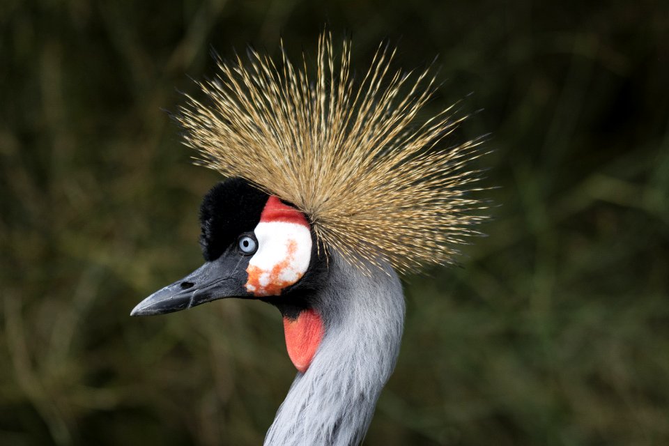 Beak Bird Fauna Crane Like Bird