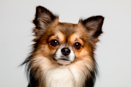 Dog Dog Like Mammal Dog Breed Dog Breed Group
