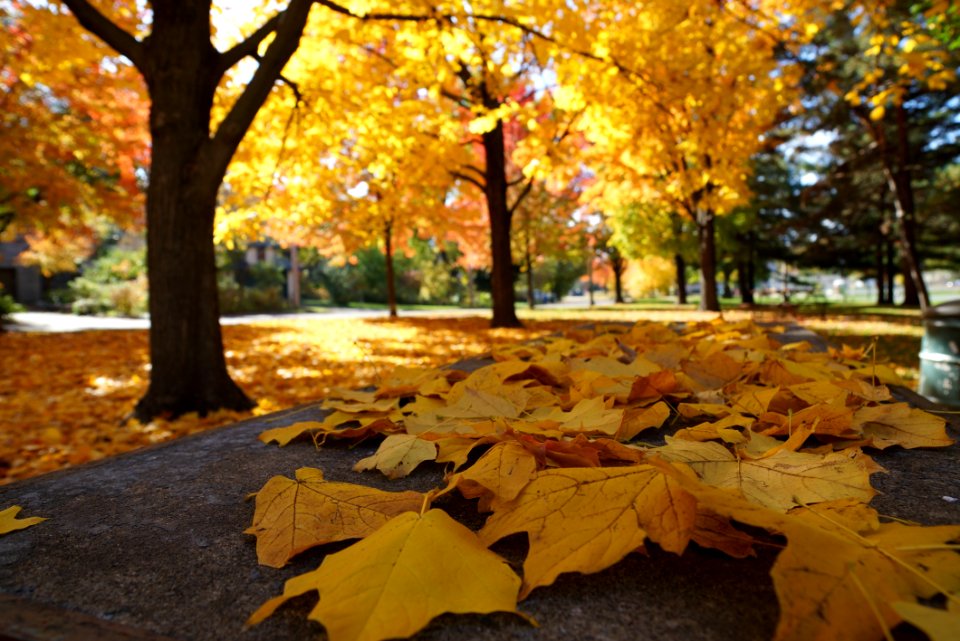 Leaf Nature Yellow Autumn