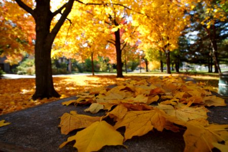 Leaf Nature Yellow Autumn