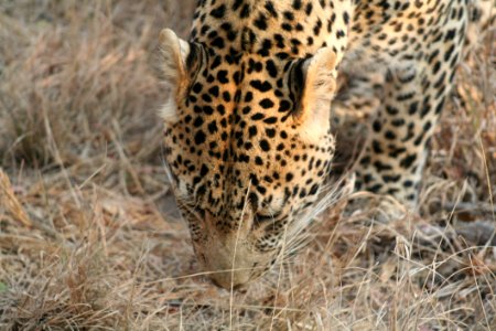 Leopard Terrestrial Animal Wildlife Jaguar photo