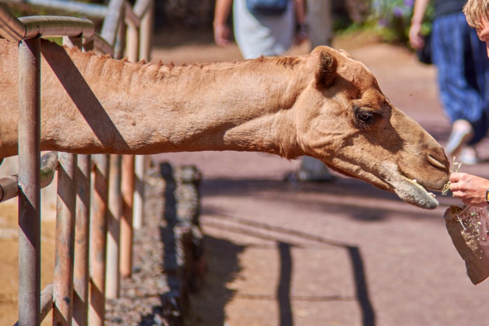 Camel Camel Like Mammal Arabian Camel Snout