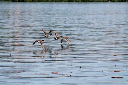 Bird Water Fauna Water Bird