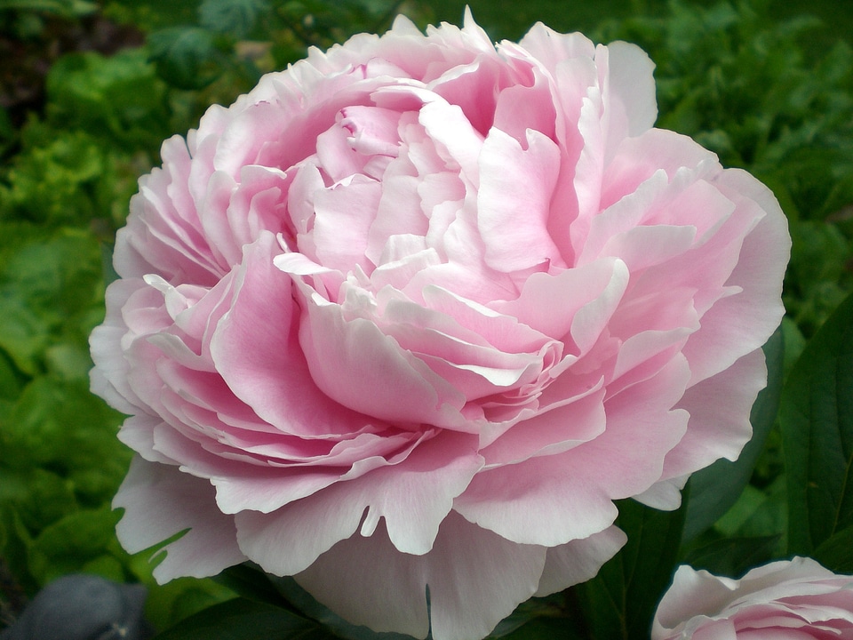 Ornamental plant double flower pink