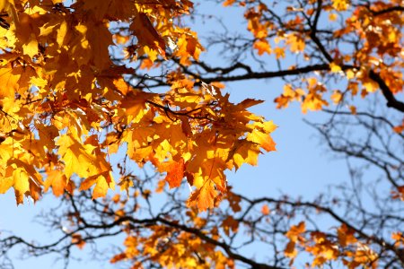 Branch Tree Autumn Yellow