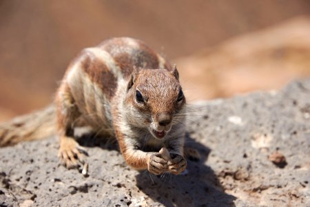 Squirrel Mammal Fauna Chipmunk photo