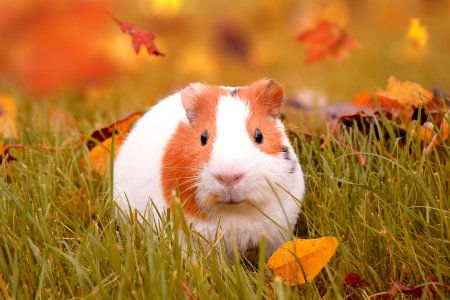 Fauna Mammal Guinea Pig Whiskers