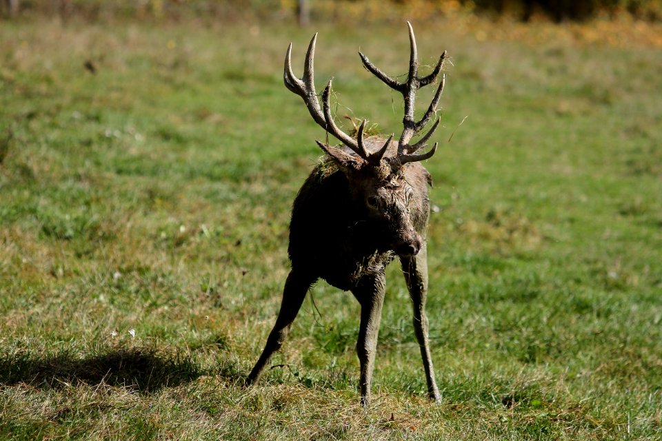 Deer Wildlife Fauna Elk