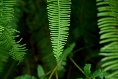 Vegetation Leaf Plant Fern photo