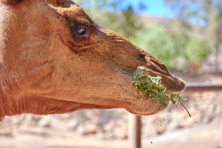 Wildlife Fauna Camel Camel Like Mammal