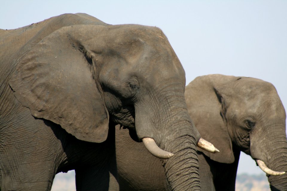 Elephant Elephants And Mammoths Terrestrial Animal Indian Elephant