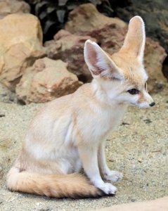 Fox Mammal Fauna Wildlife