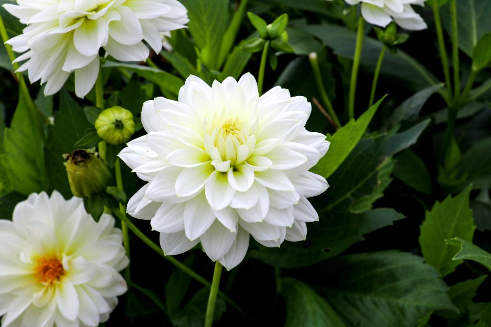 Flower Plant Flowering Plant Flora