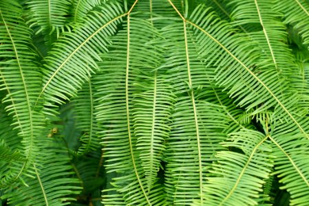 Vegetation Ostrich Fern Plant Ferns And Horsetails photo