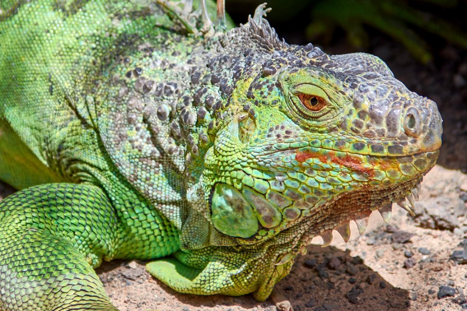 Reptile Iguana Scaled Reptile Iguania