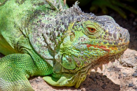 Reptile Iguana Scaled Reptile Iguania