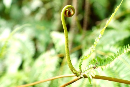 Leaf Flora Plant Close Up photo