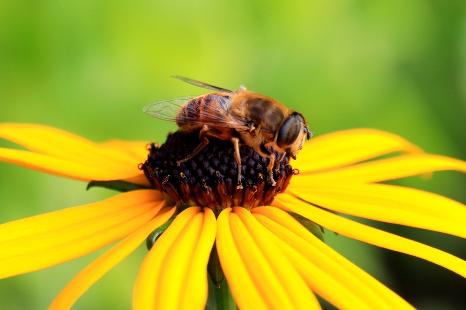 Honey Bee Bee Insect Nectar