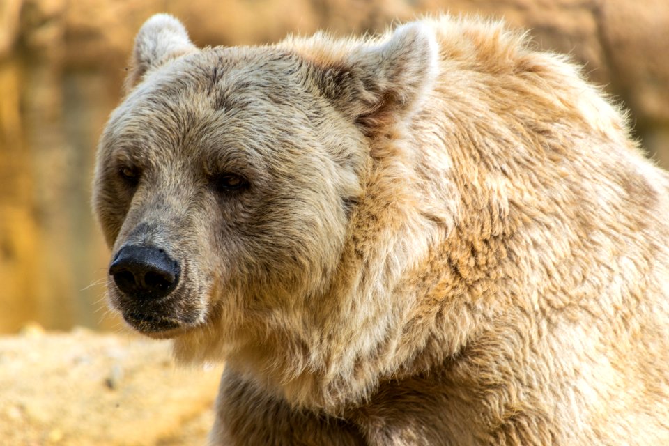 Brown Bear Terrestrial Animal Mammal Grizzly Bear
