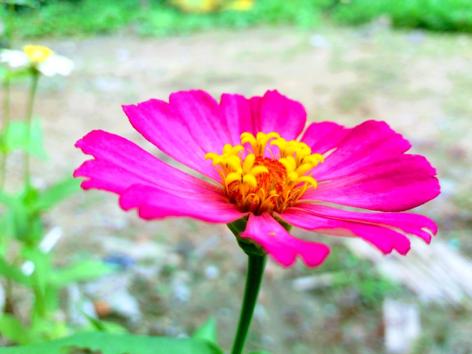 Flower Garden Cosmos Flora Wildflower