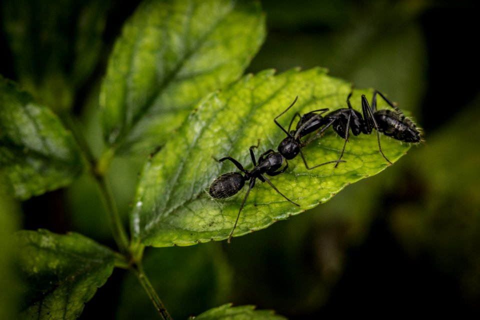 Insect Invertebrate Leaf Dragonfly
