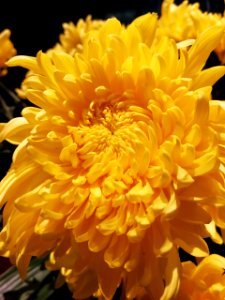 Flower Yellow Flowering Plant Chrysanths