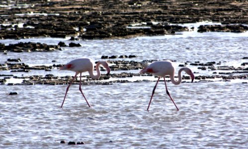 Bird Water Bird Flamingo Water