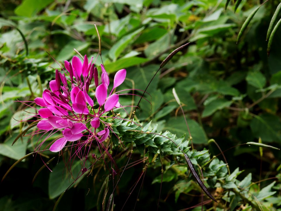 Plant Flower Flora Vegetation