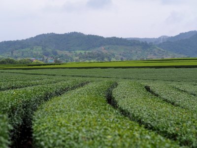 Agriculture Field Crop Farm