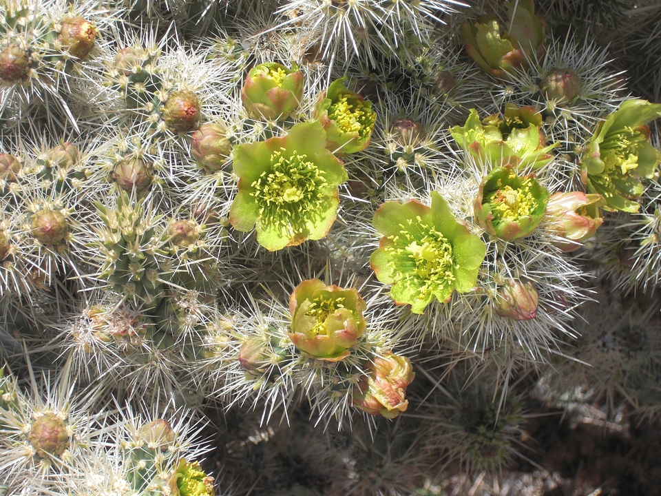 California desert landscape photo