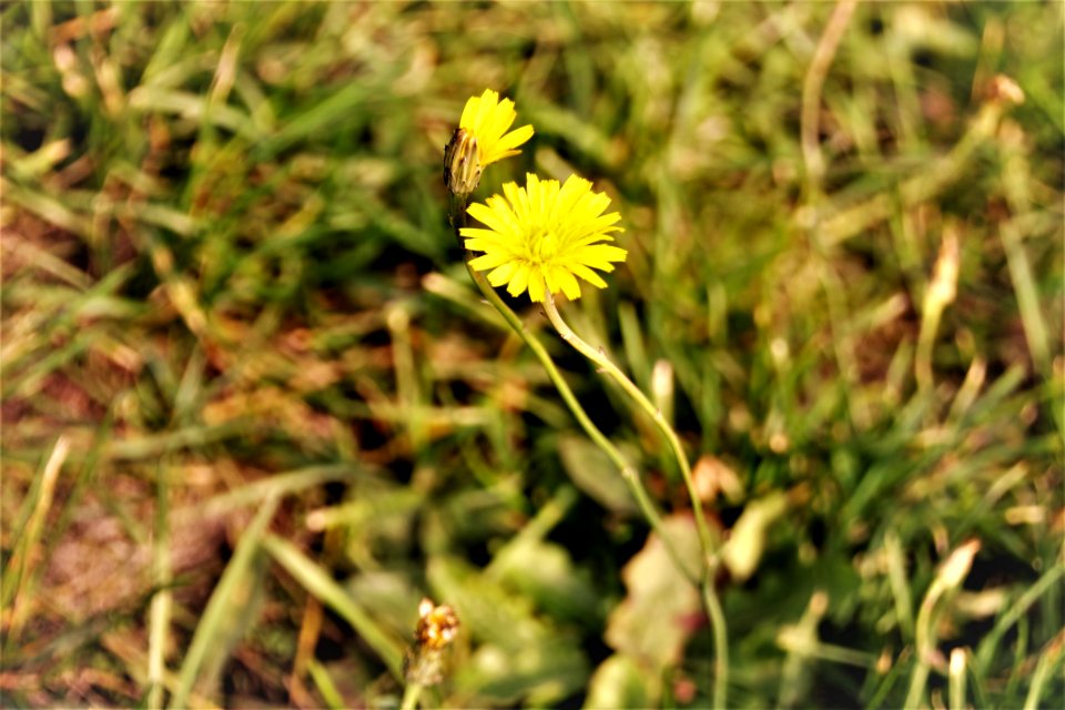 Flower Flora Yellow Flatweed