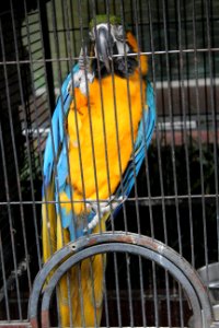 Bird Macaw Yellow Parrot photo