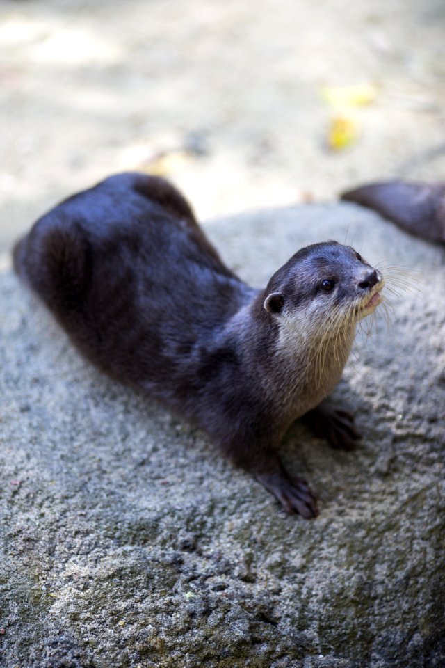 Mammal Fauna Otter Harbor Seal photo