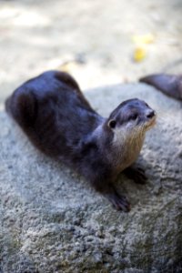 Mammal Fauna Otter Harbor Seal photo