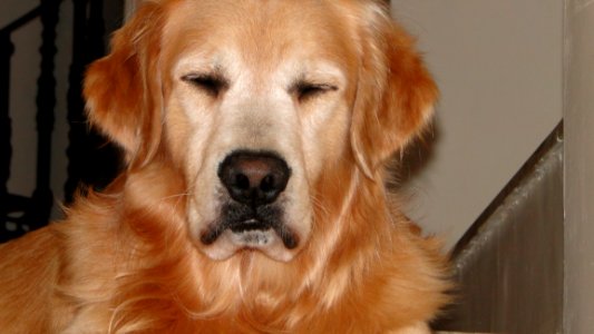 Dog Golden Retriever Dog Like Mammal Dog Breed photo