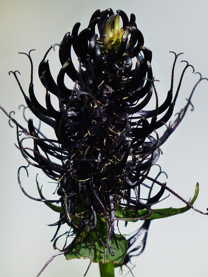 Flower black jet black