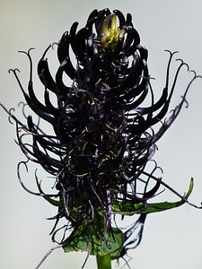 Flower black jet black