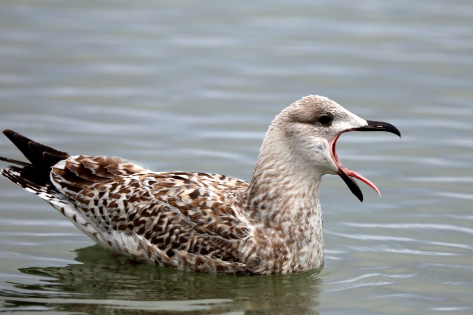 Bird Seabird Gull Beak