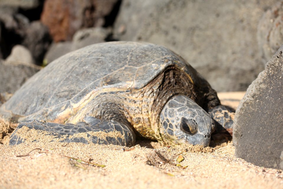 Turtle Reptile Tortoise Terrestrial Animal