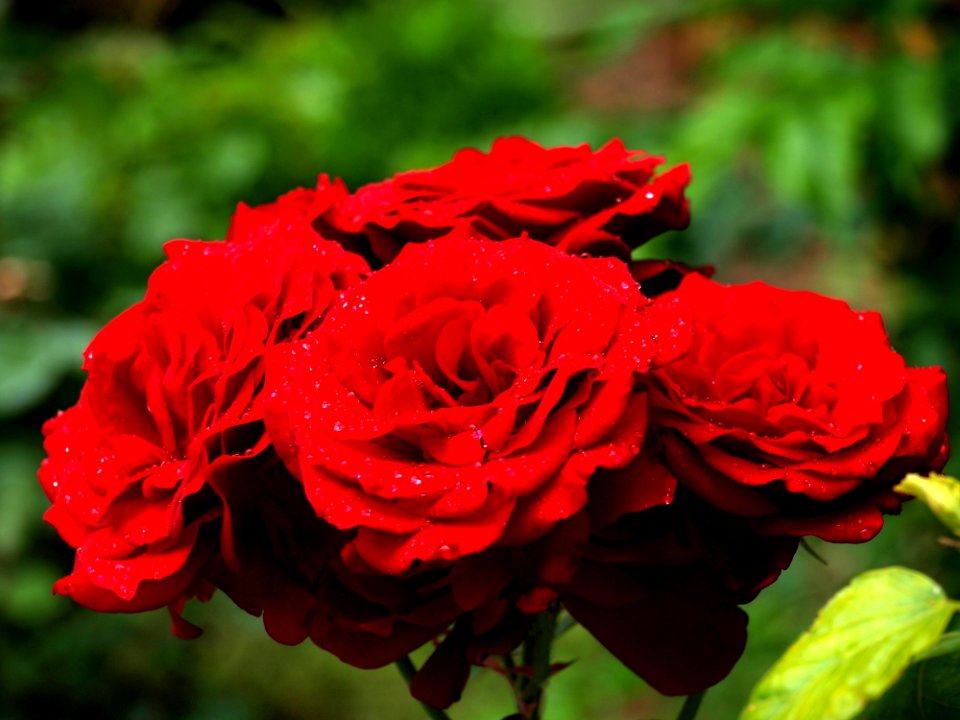 Flower Rose Rose Family Red