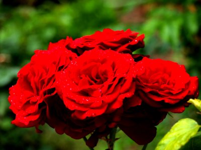 Flower Rose Rose Family Red
