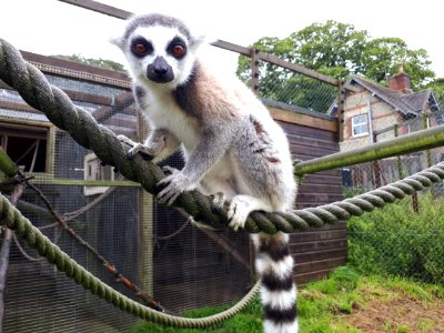 Fauna Lemur Primate Terrestrial Animal