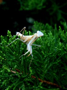 Ecosystem Plant Flora Insect