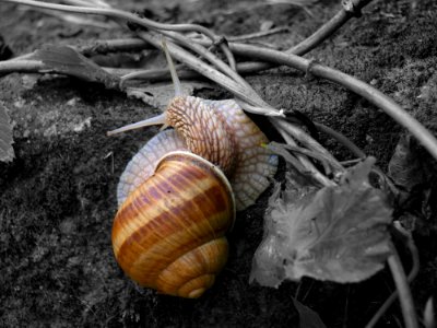 Conchology Snail Cockle Snails And Slugs