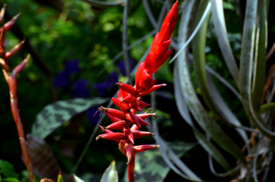 Plant Flora Vegetation Flower