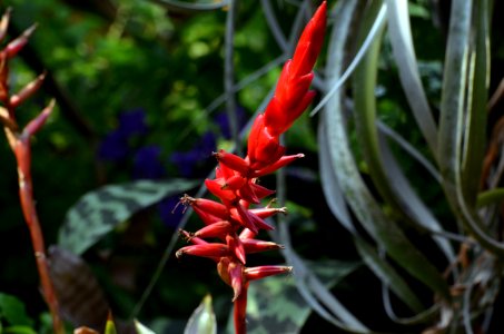 Plant Flora Vegetation Flower