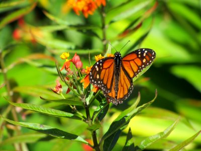 Butterfly Insect Monarch Butterfly Moths And Butterflies photo